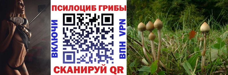 где найти наркотики  Первомайск  Псилоцибиновые грибы Psilocybe 